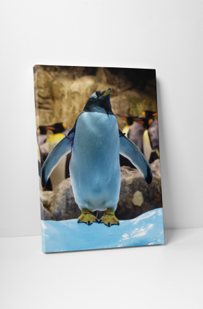 Animale - Tablou canvas : Pinguin jucaus