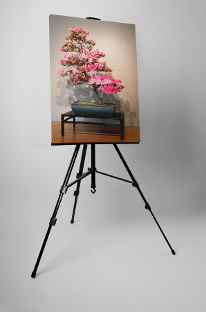 Tablou canvas : Azalea bonsai [2]