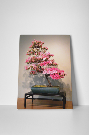 Tablou canvas : Azalea bonsai [1]