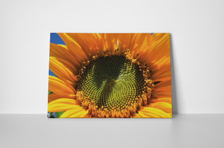 Tablou canvas : Seminte de floarea soarelui [1]
