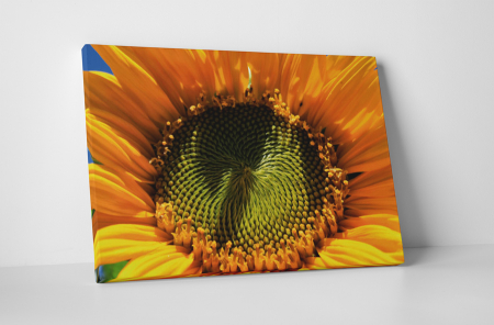 Tablouri Canvas - Tablou canvas : Seminte de floarea soarelui