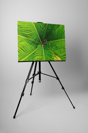 Tablou canvas : Frunze de palmier [2]