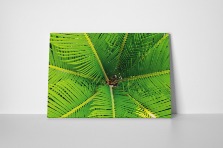 Tablou canvas : Frunze de palmier [1]