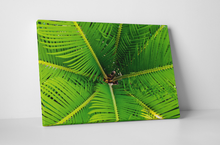 Tablouri Canvas - Tablou canvas : Frunze de palmier