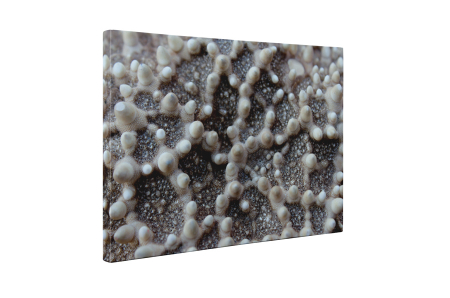 Tablou canvas : Stea de mare [4]