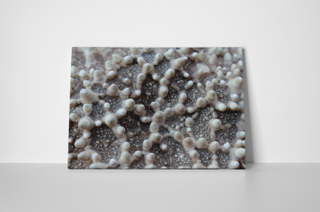 Tablou canvas : Stea de mare [1]