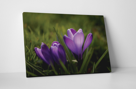 Tablouri Canvas - Tablou canvas : Branduse