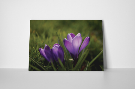 Tablou canvas : Branduse [1]
