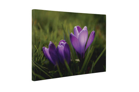 Tablou canvas : Branduse [4]
