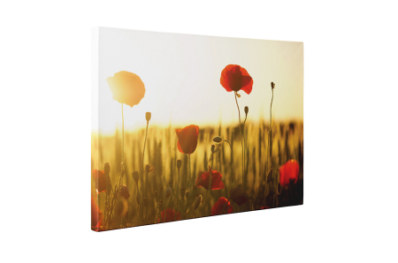 Tablou canvas : Maci in apus de soare [4]