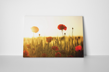 Tablou canvas : Maci in apus de soare [1]