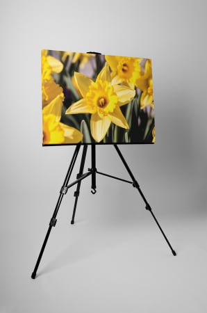Tablou canvas : Narcisa galbena [2]