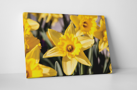 Tablouri Canvas - Tablou canvas : Narcisa galbena