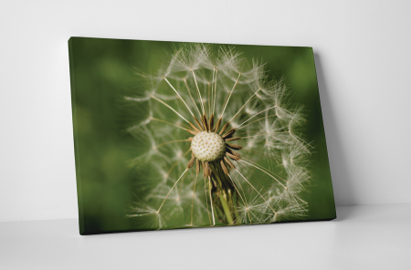 Tablouri Canvas - Tablou canvas : Papadie uscata