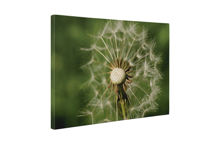 Tablou canvas : Papadie uscata [4]