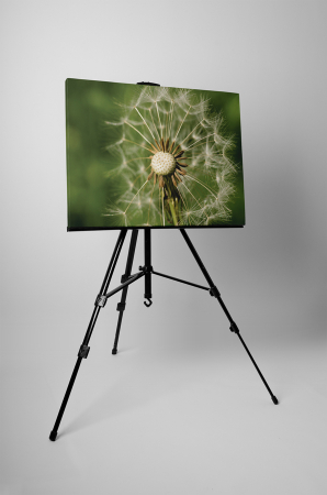 Tablou canvas : Papadie uscata [2]