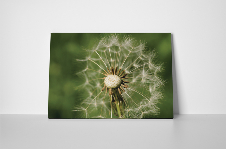 Tablou canvas : Papadie uscata [1]