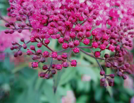 Tablou canvas : Pink small flowers [3]