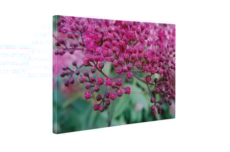 Tablou canvas : Pink small flowers [4]