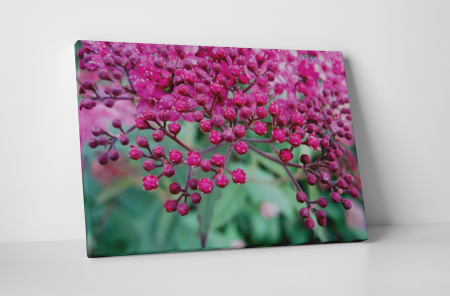 Tablouri Canvas - Tablou canvas : Pink small flowers