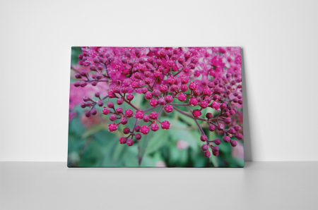 Tablou canvas : Pink small flowers [1]