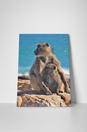 Tablou canvas : Familie de maimute [1]