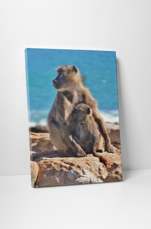 Animale - Tablou canvas : Familie de maimute