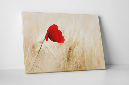 Tablouri Canvas - Tablou canvas : Macul
