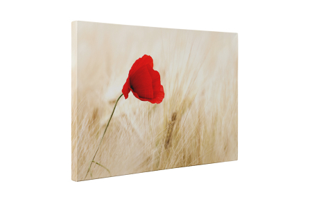 Tablou canvas : Macul [4]