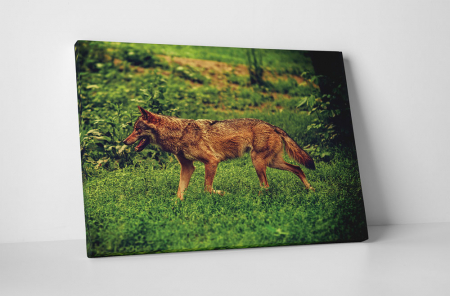Animale - Tablou canvas : Caine la vanatoare