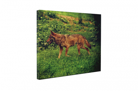 Tablou canvas : Caine la vanatoare [4]