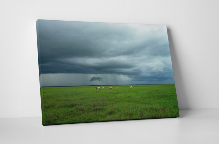 Peisaje - Tablou canvas : Animale pe camp