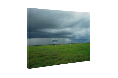 Tablou canvas : Animale pe camp [4]