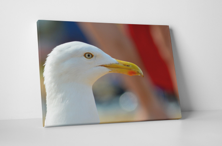 Animale - Tablou canvas : Portret de pescarus