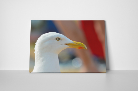 Tablou canvas : Portret de pescarus [1]