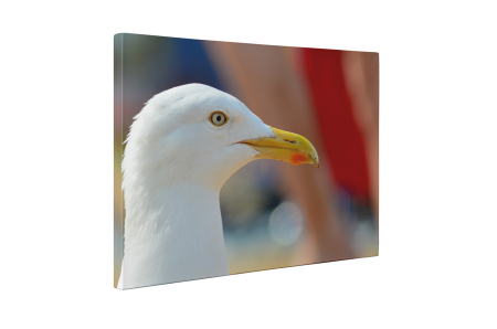 Tablou canvas : Portret de pescarus [4]