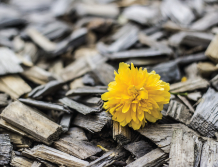 Tablou canvas : Floricica [3]