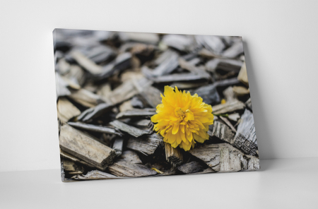 Tablouri Canvas - Tablou canvas : Floricica