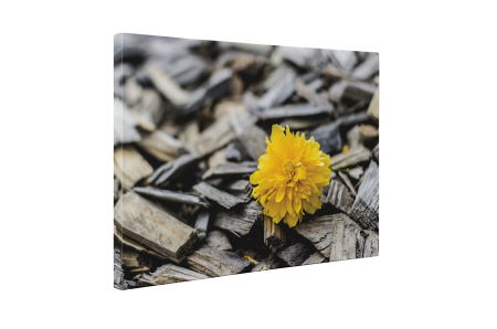 Tablou canvas : Floricica [4]