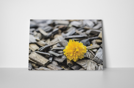 Tablou canvas : Floricica [1]
