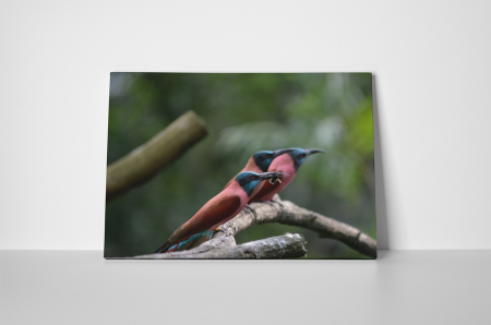 Tablou canvas : Pasari colorate [1]