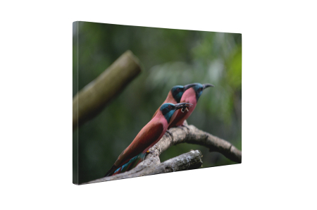 Tablou canvas : Pasari colorate [4]