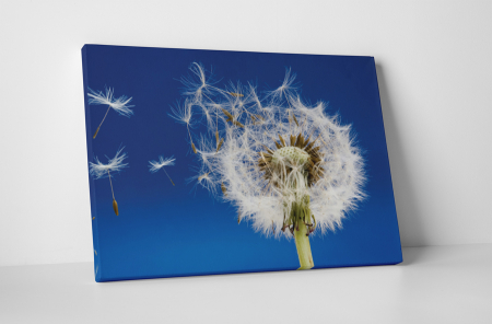 Tablouri Canvas - Tablou canvas : Papadia vara