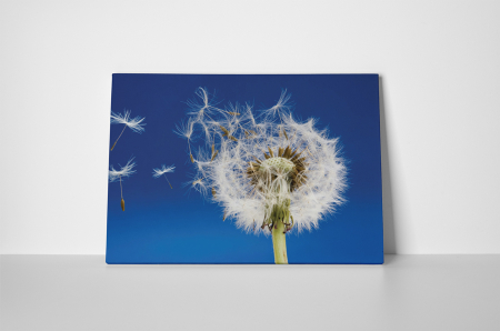 Tablou canvas : Papadia vara [1]