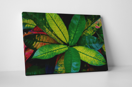 Tablouri Canvas - Tablou canvas : Planta de interior
