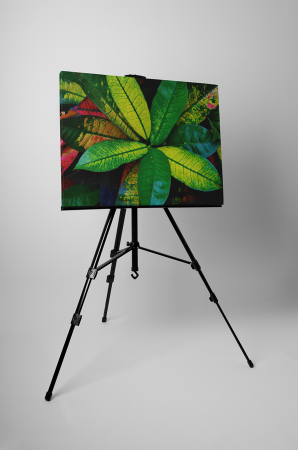 Tablou canvas : Planta de interior [2]