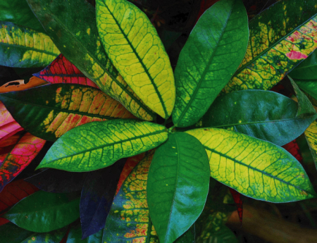 Tablou canvas : Planta de interior [3]