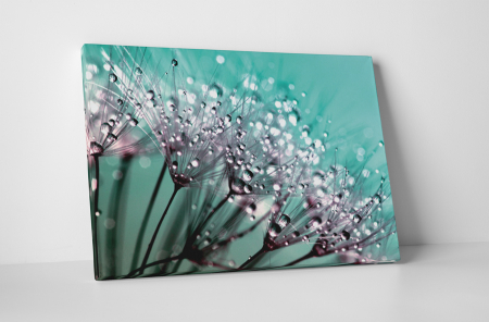 Tablouri Canvas - Tablou canvas : Papadii incarcate de roua