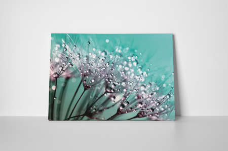 Tablou canvas : Papadii incarcate de roua [1]