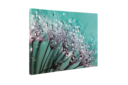 Tablou canvas : Papadii incarcate de roua [4]